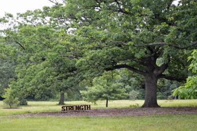 STRENGTH bench in the oak (Quercus) collection at The Morton Arboretum