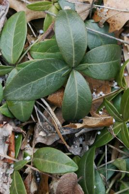Vinca minor (Common Periwinkle), leaf, upper surface