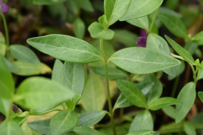 Vinca minor 'Atropurpurea' (Purple-flowered Common Periwinkle), leaf, summer, leaf, upper surface
