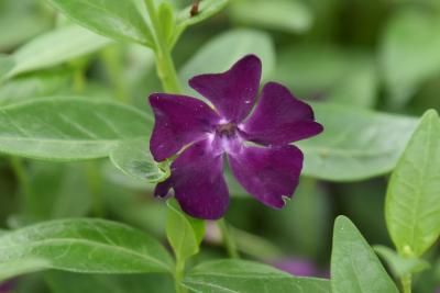 Vinca minor 'Atropurpurea' (Purple-flowered Common Periwinkle), flower, full