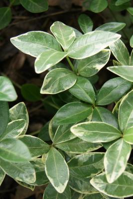 Vinca minor 'Sterling Silver' (Sterling Silver Common Periwinkle), leaf, summer
