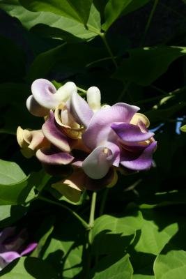 Vigna caracalla (Corkscrew Flower), flower, full
