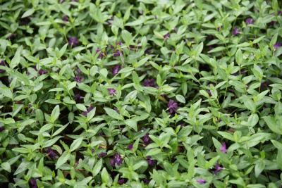 Vinca minor 'Atropurpurea' (Purple-flowered Common Periwinkle), habit, summer