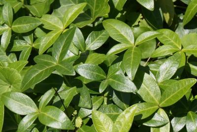Vinca minor 'Bowles' (Bowles Common Periwinkle), leaf, summer