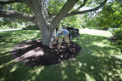 Grounds crew staff member spreading mulch at The Morton Arboretum