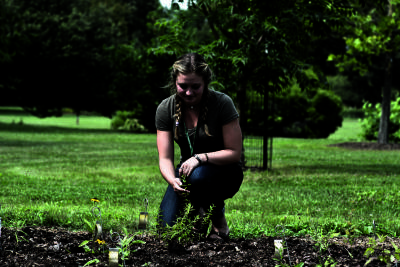 Herbarium intern studying plants in the research garden at The Morton Arboretum