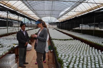 Nicole Cavender examining plant samples at the Yunnan Academy of Agricultural Sciences in China