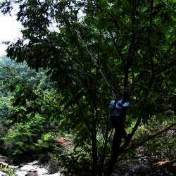 Kris Bachtell collecting Manchurian ash (Fraxinus manshurica) specimens in China