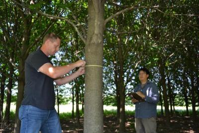 Jason "Jake" Miesbauer measuring a tree trunk at The Morton Arboretum