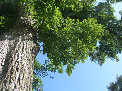 ACCOLADE® elm (Ulmus davidiana var. japonica 'Morton') near the Thornhill Education Center at The Morton Arboretum