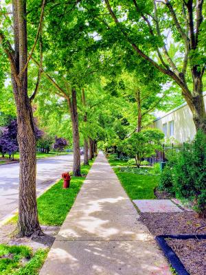 Tree-lined Streets in Chicago, Illinois