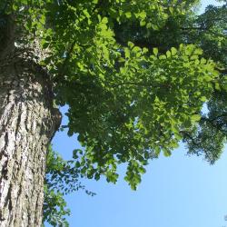 ACCOLADE® elm (Ulmus davidiana var. japonica 'Morton') near the Thornhill Education Center at The Morton Arboretum