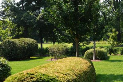Hedge Garden at The Morton Arboretum