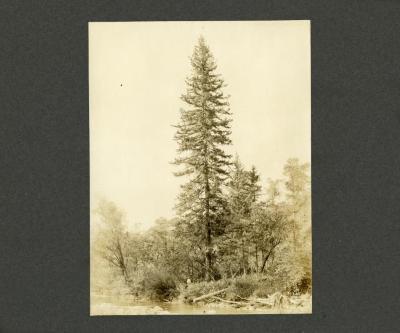 Picea Koyamai Shiras