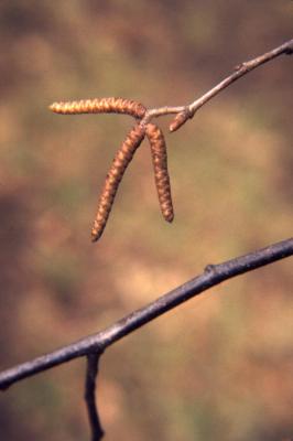 Ostrya virginiana (ironwood), buds