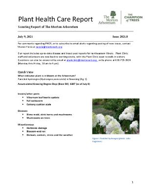 Plant Health Care Report: Issue 2021.8