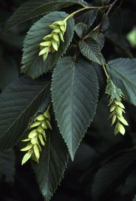 Ostrya virginiana (ironwood), leaves and fruit 