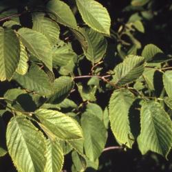 Ostrya virginiana (ironwood), leaves