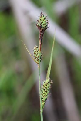 Carex buxbaumii (Buxbaum's Sedge), close-up of inflorescence