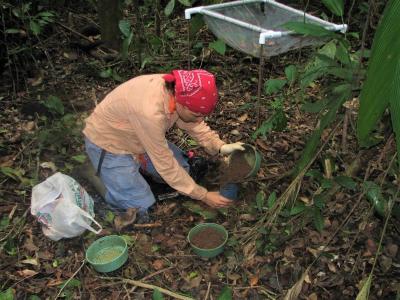 Silvia Alvarez-Clare collecting soils for nutrient analysis