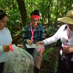 Amayrani Sanchez, Mary Tenedor, and Mrs. Sanchez collecting tree seedlings from experimental plots 