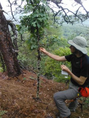 Dr. Sean Hoban examining leaves of the Quercus boyntonii Beadle (Boynton's sand post oak)
