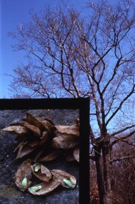 Ostrya virginiana (ironwood), fruit detail and tree