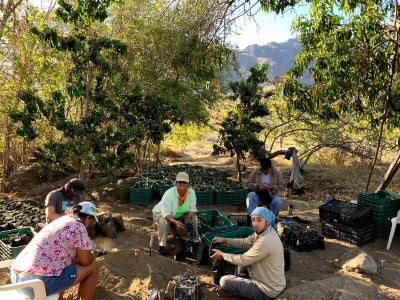 Various local project collaborators transplanting tree seedlings for future reintroduction