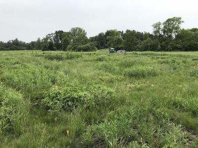 Ware Field Experimental Prairie mid-summer 2018