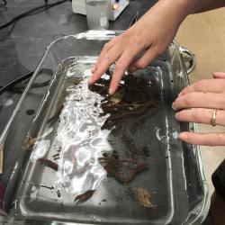 Researcher preparing worms for species identification