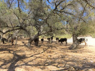 Cattle grazing under Quercus brandegeei Goldman (cape oak) trees