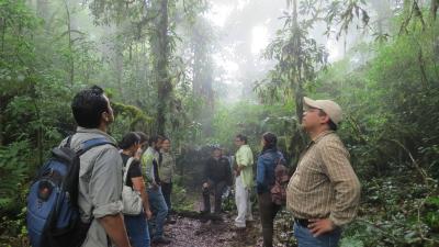Looking for Quercus insigis in Honduras