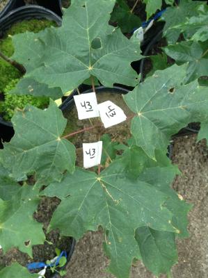 Labeled leaves to relate nitrogen addition levels to leaf nitrogen content after senscence