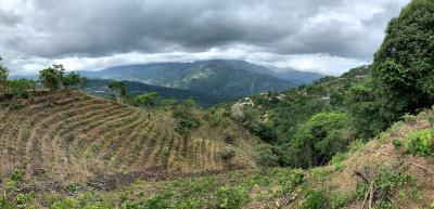 Clear cut forest and newly planted coffee in Costa Rica