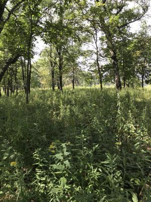 A burned-only plot (Middlefork Savanna Forest Preserve)