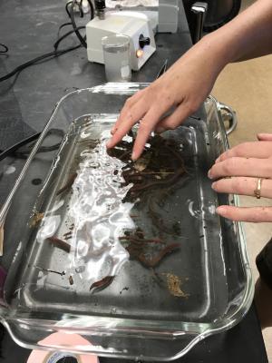 Researcher preparing worms for species identification