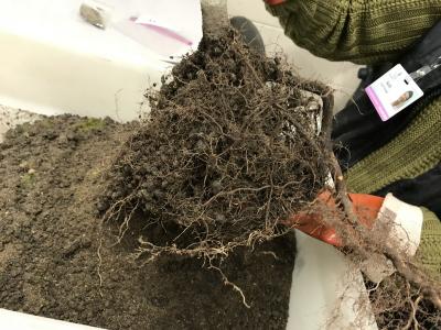 A volunteer cleaning soil off sugar maple roots at the conclusion of a greenhouse experiment