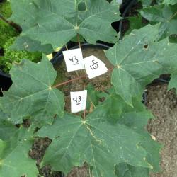 Labeled leaves to relate nitrogen addition levels to leaf nitrogen content after senscence