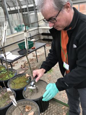 A volunteer measuring the effects of nitrogen addition on seedling diameter