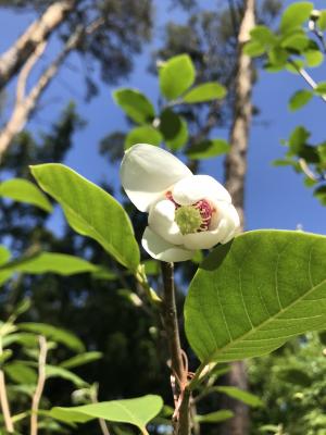 Magnolia sieboldii K. Koch (Oyama magnolia), flower