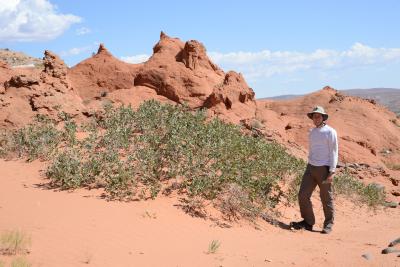 Dr. Hoban with shinnery oak (Quercus havardii) in Utah desert