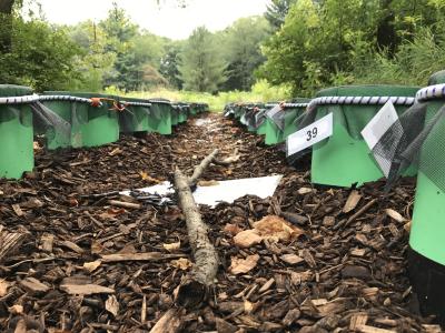 A mesocosm experiment designed to evalaute the effects of Amynthas on forest soils