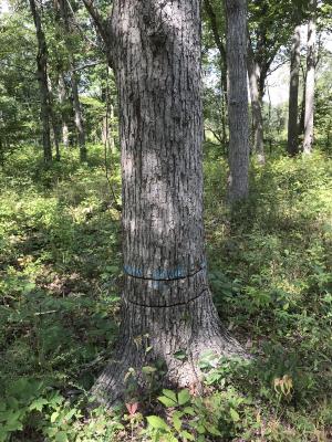 A stem-girdled tree in MacArthur Woods Forest Preserve
