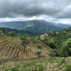 Clear cut forest and newly planted coffee in Costa Rica