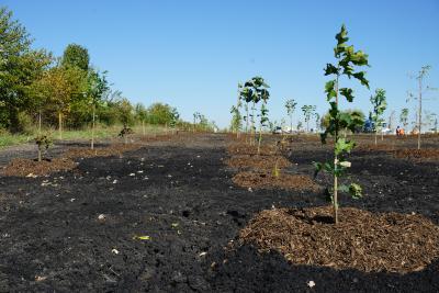 Trees planted into beds amended with biosolids and biochar