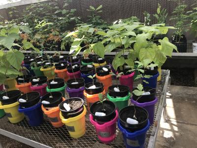A greenhouse experiment testing the effects of salt and biochar on tree growth and sodium leaching