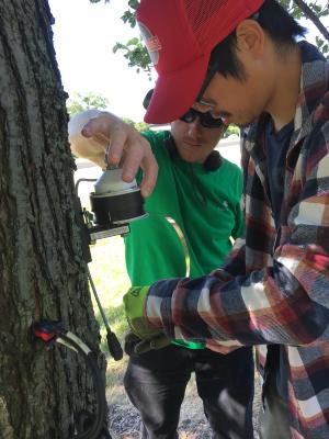 Research assistants Colby Brochetta and Newton Tran installing dendrometer