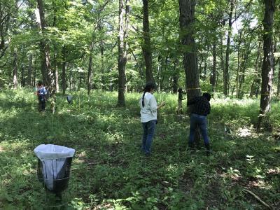 Students and researchers collecting tree cores from Shagbark history trees
