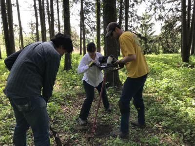 Researchers installing minirhizotron tubes in a spruce plot