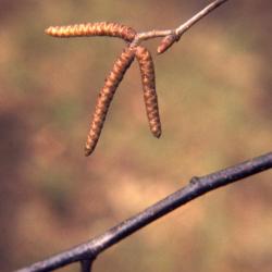 Ostrya virginiana (ironwood), buds